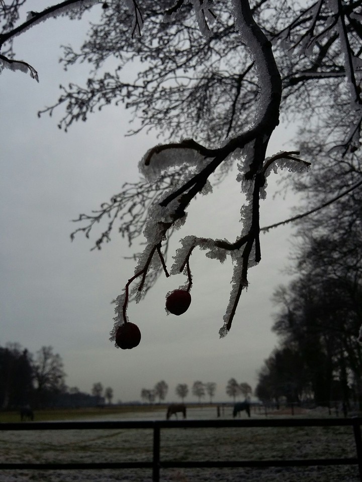 Bird  berry