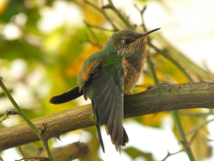 baby hummingbird