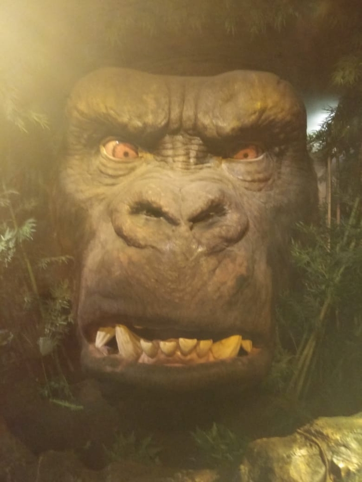 gorilla