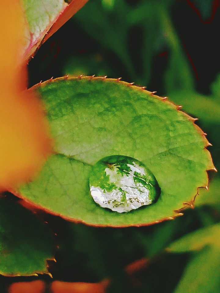 #green #leaf #droplets #captured #upload