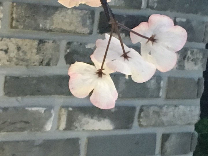벚꽃이 내린다~~