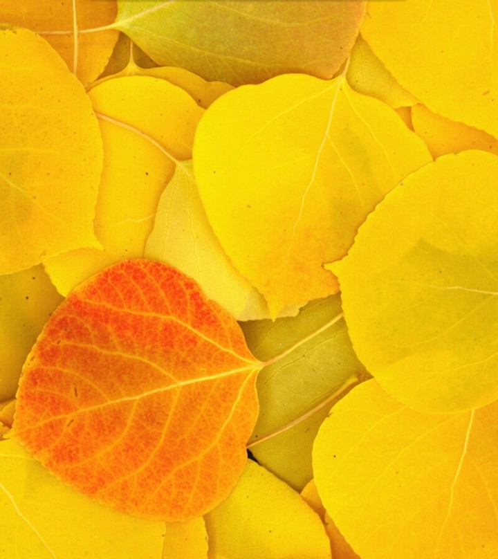 Spring leaves