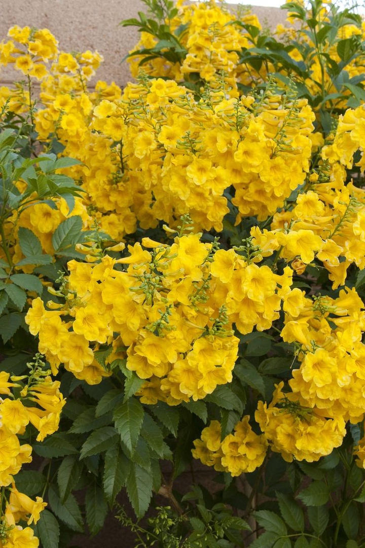 yellow flowers for you