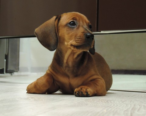 hình nền dachshund, carnivoran