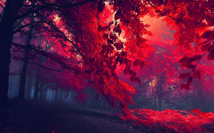 Bosque Rojo