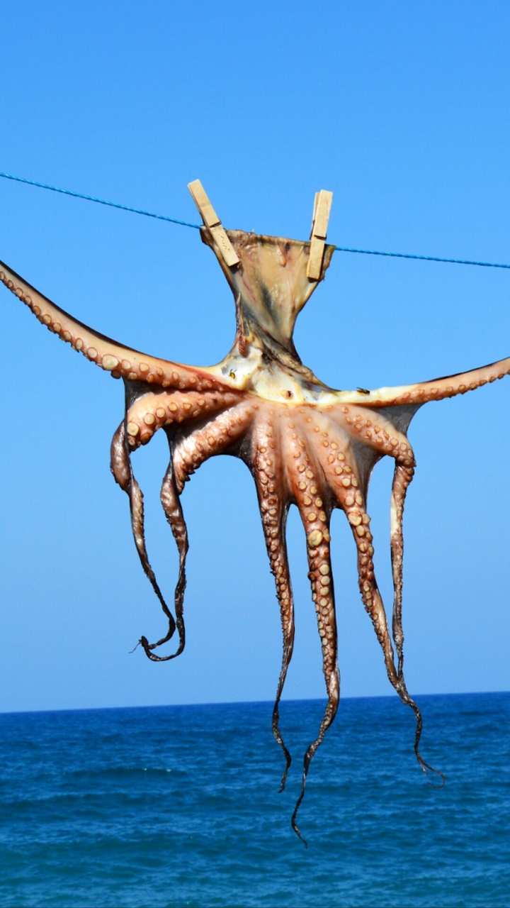 octopus in Greece