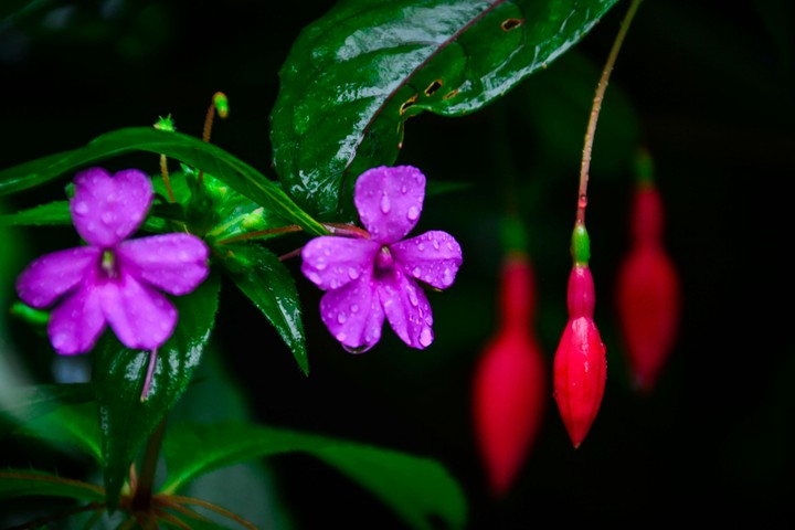 Floral