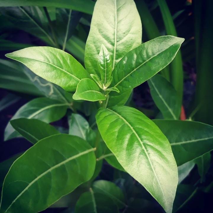 green  love