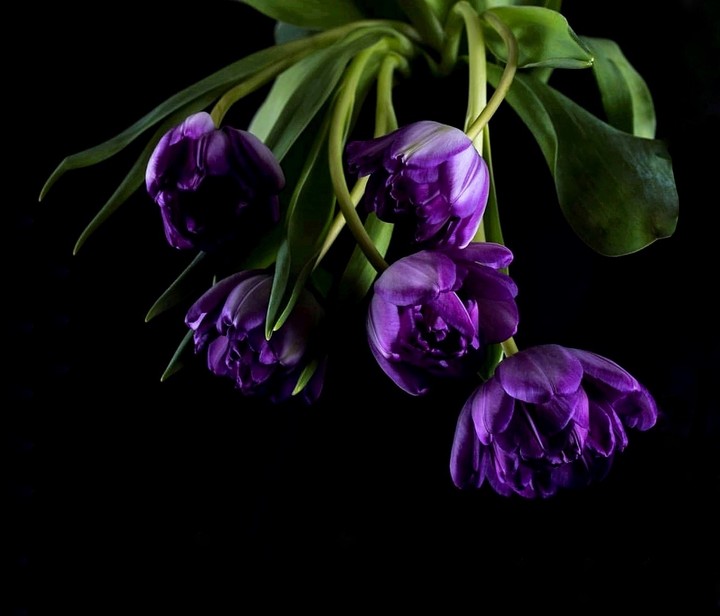 Tulips