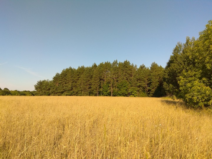 лето