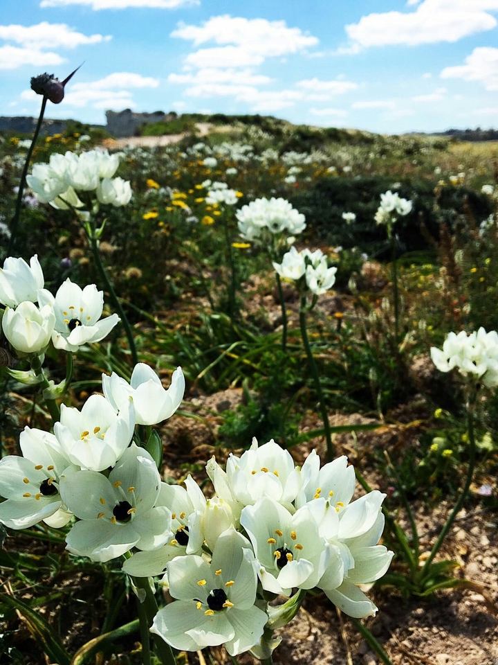 Bubu flower love