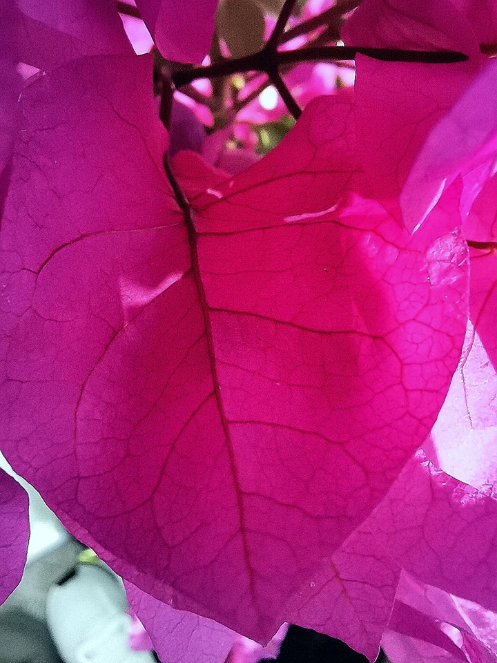 ××× leaf veins ×××