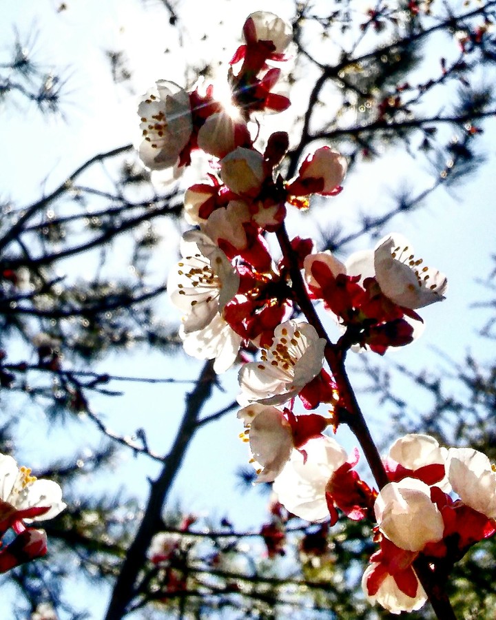 FLOWER~