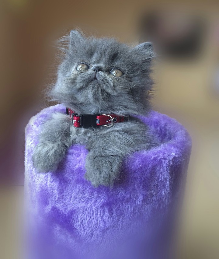 kitty
