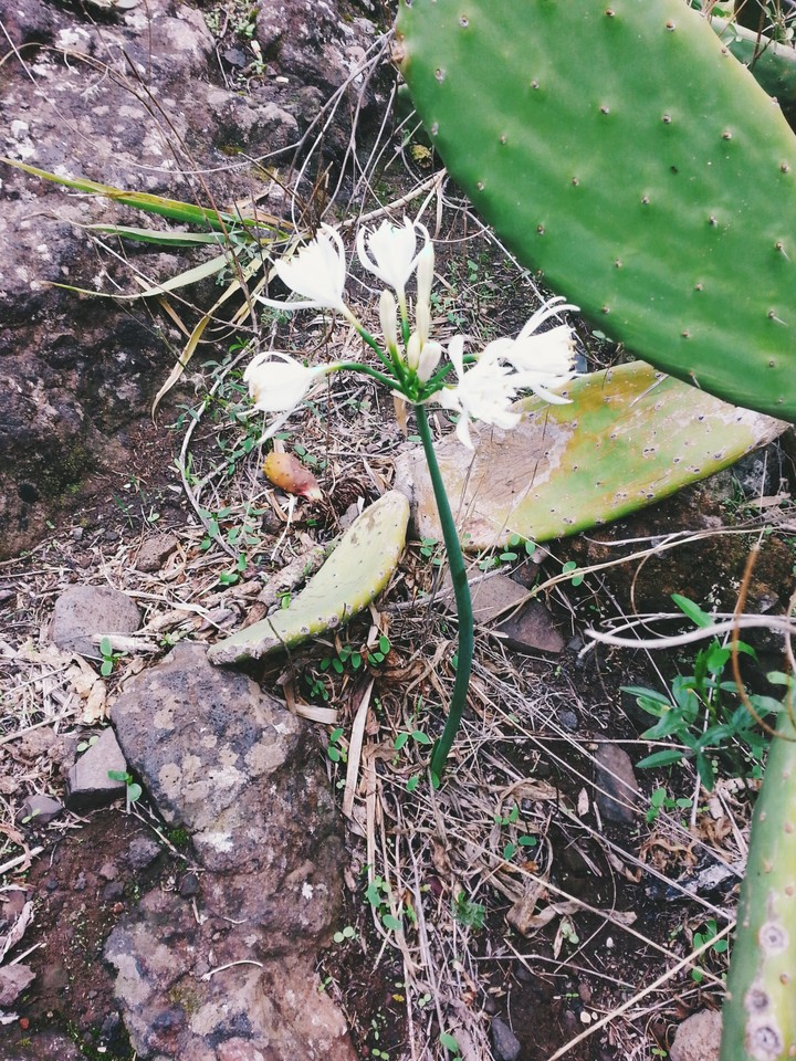 Blume