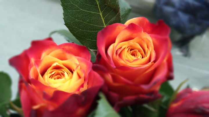 Roses