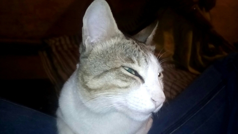 cat