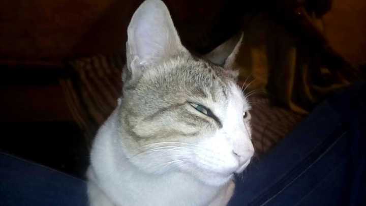 cat