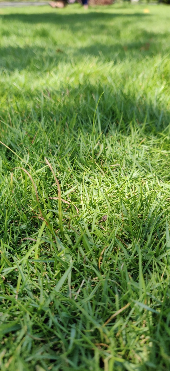 Grass