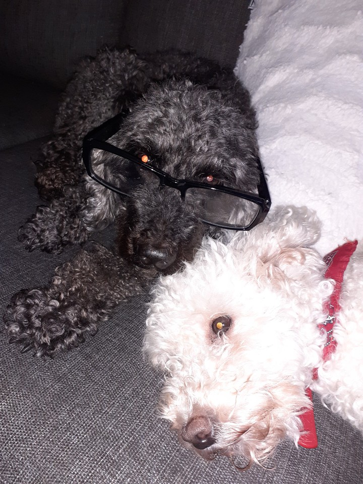 dog's