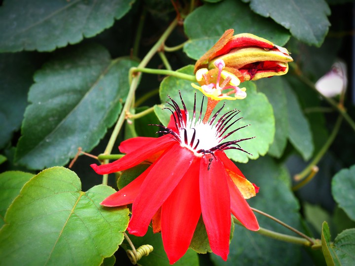 flowers