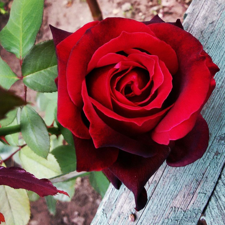 rose