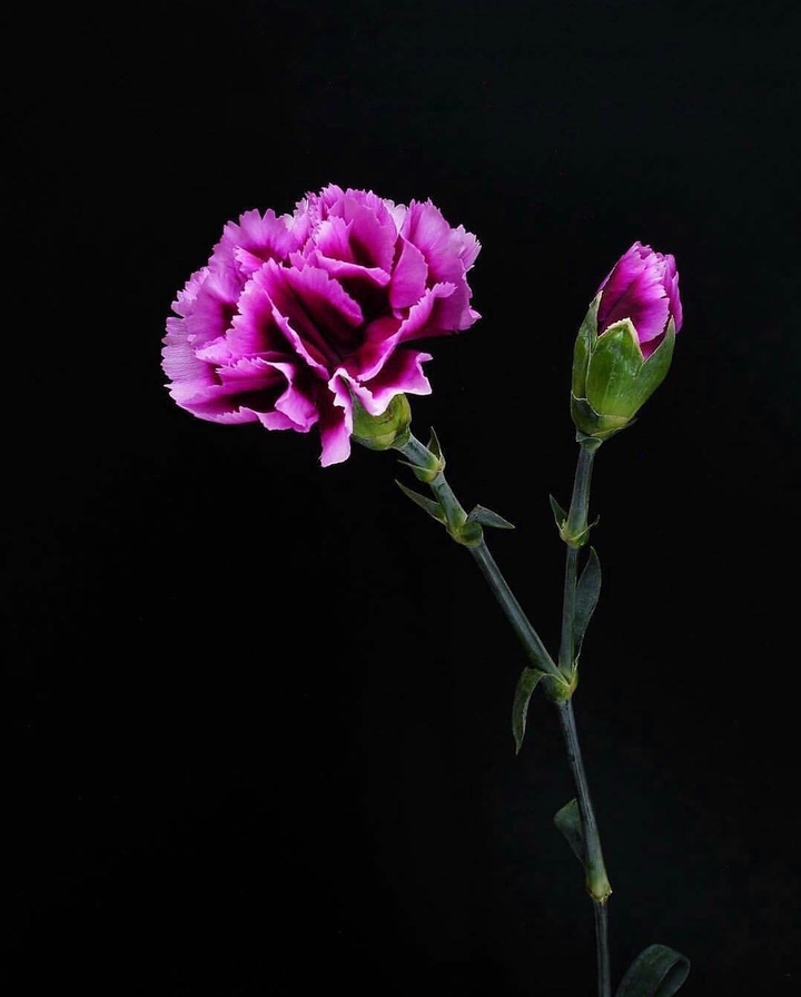 dianthus