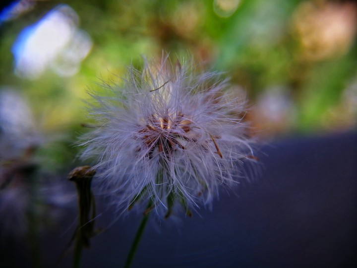 macro