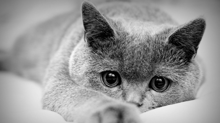 Gray cat