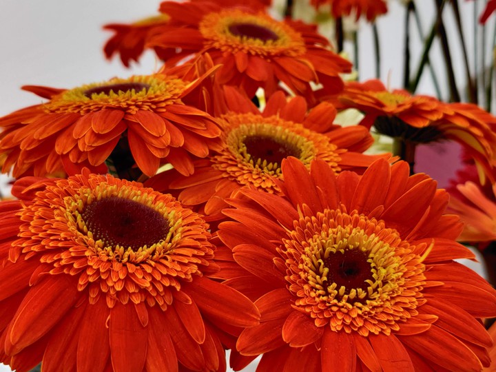 Blooming into the best self