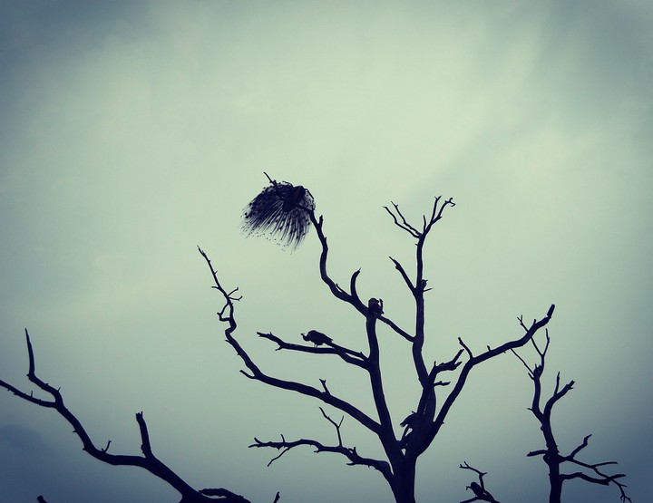 Picock ON tree