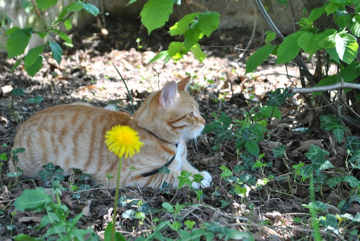 Yellow #2