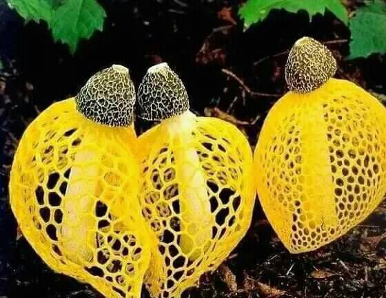 蕈菇