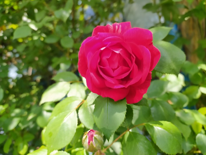 Charming rose