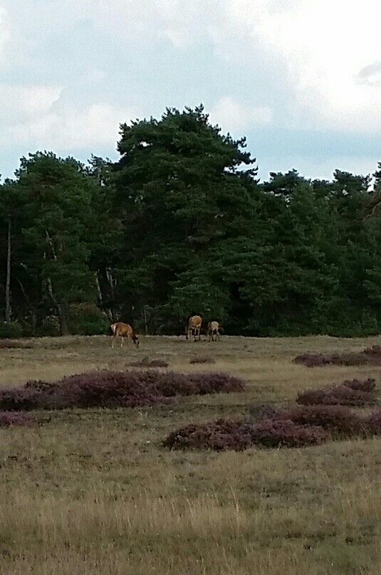 Nationaal Park De Hoge Veluwe, The Netherlands.