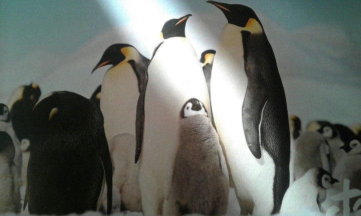 Pingouins 