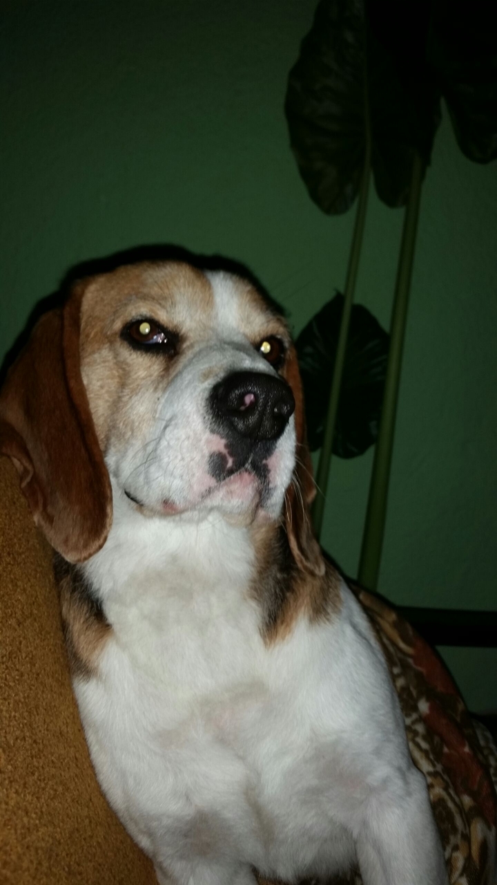 my beagle Rio
