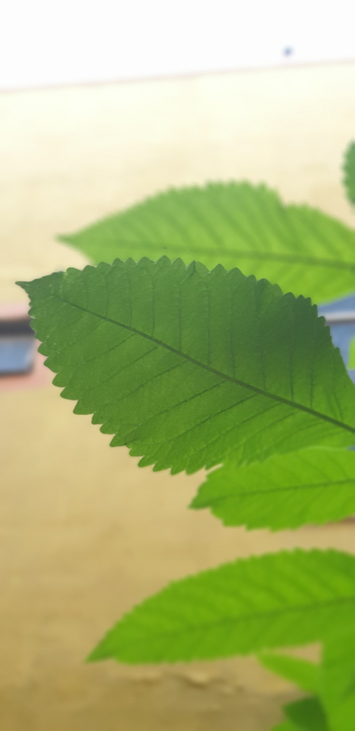GREEN LEAF