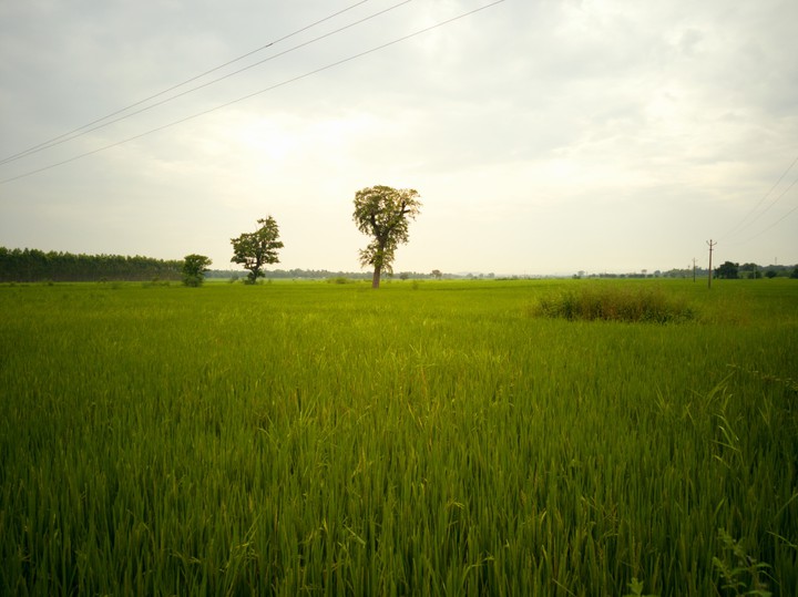 rice crops on a rainy evening