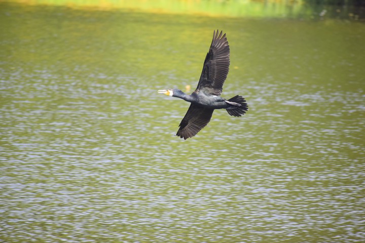 Flying Black Crane