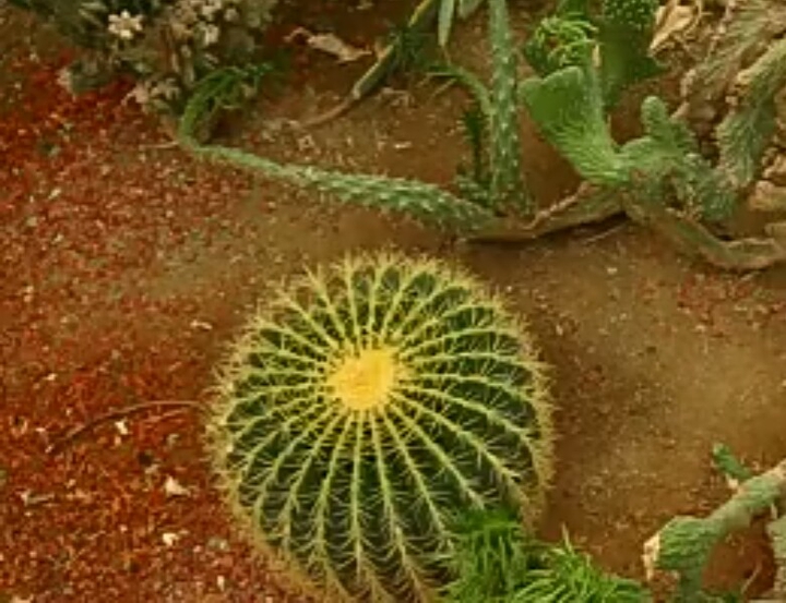 Cactus