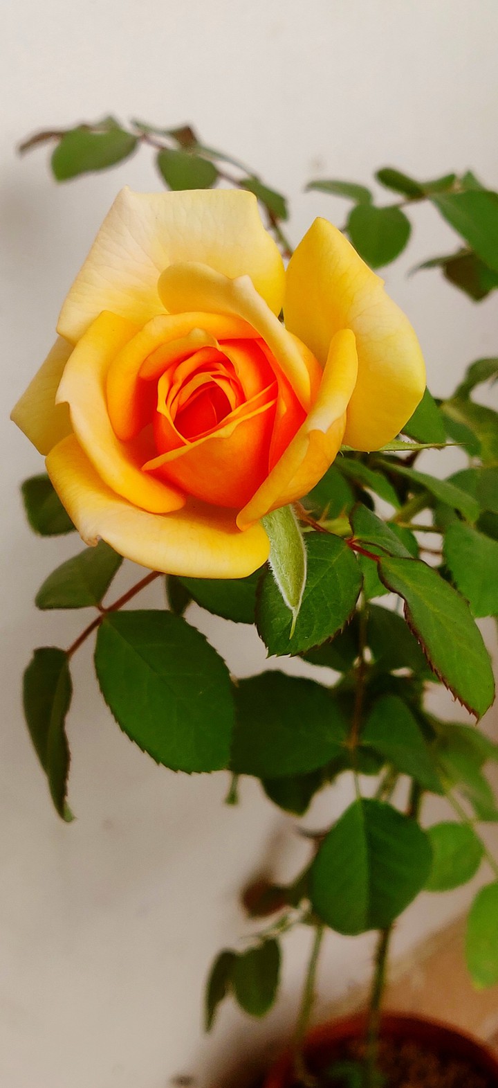 yellow orange rose