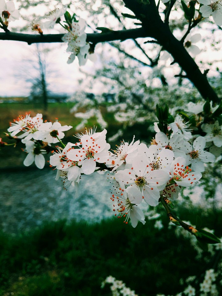 spring bee