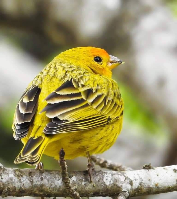 Beautiful bird