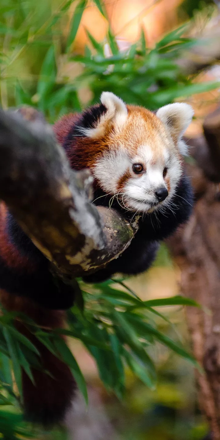 Red panda