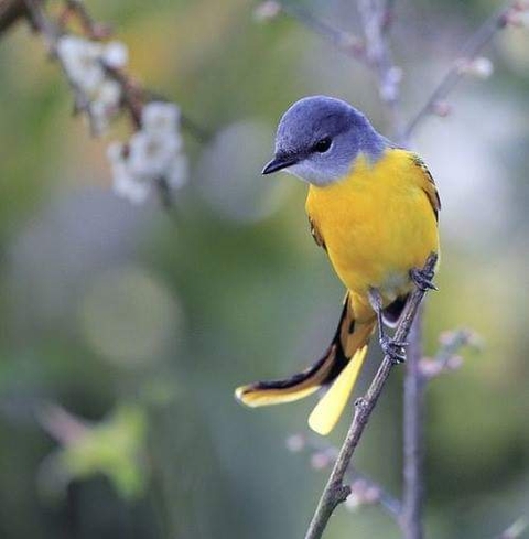 sfondi wildlife, beak