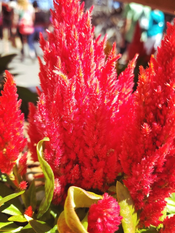 Bright Floral Fire