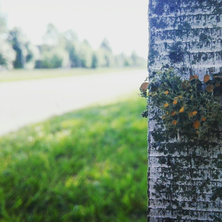 Country Golf