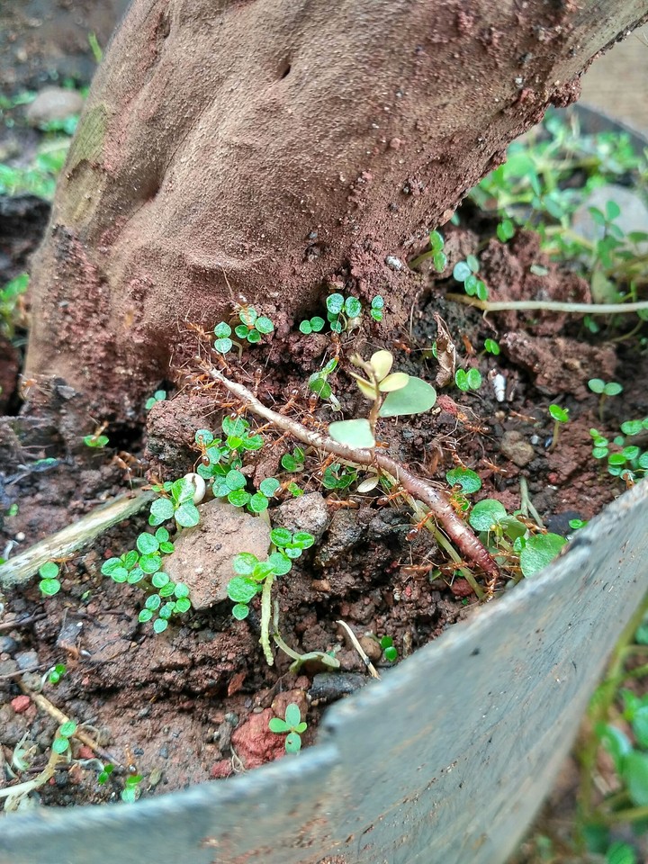 ants