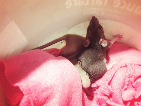 Our new pets!!!
